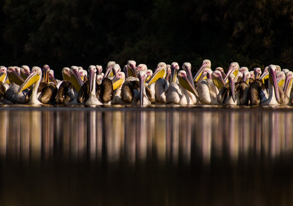 Great White Pelican