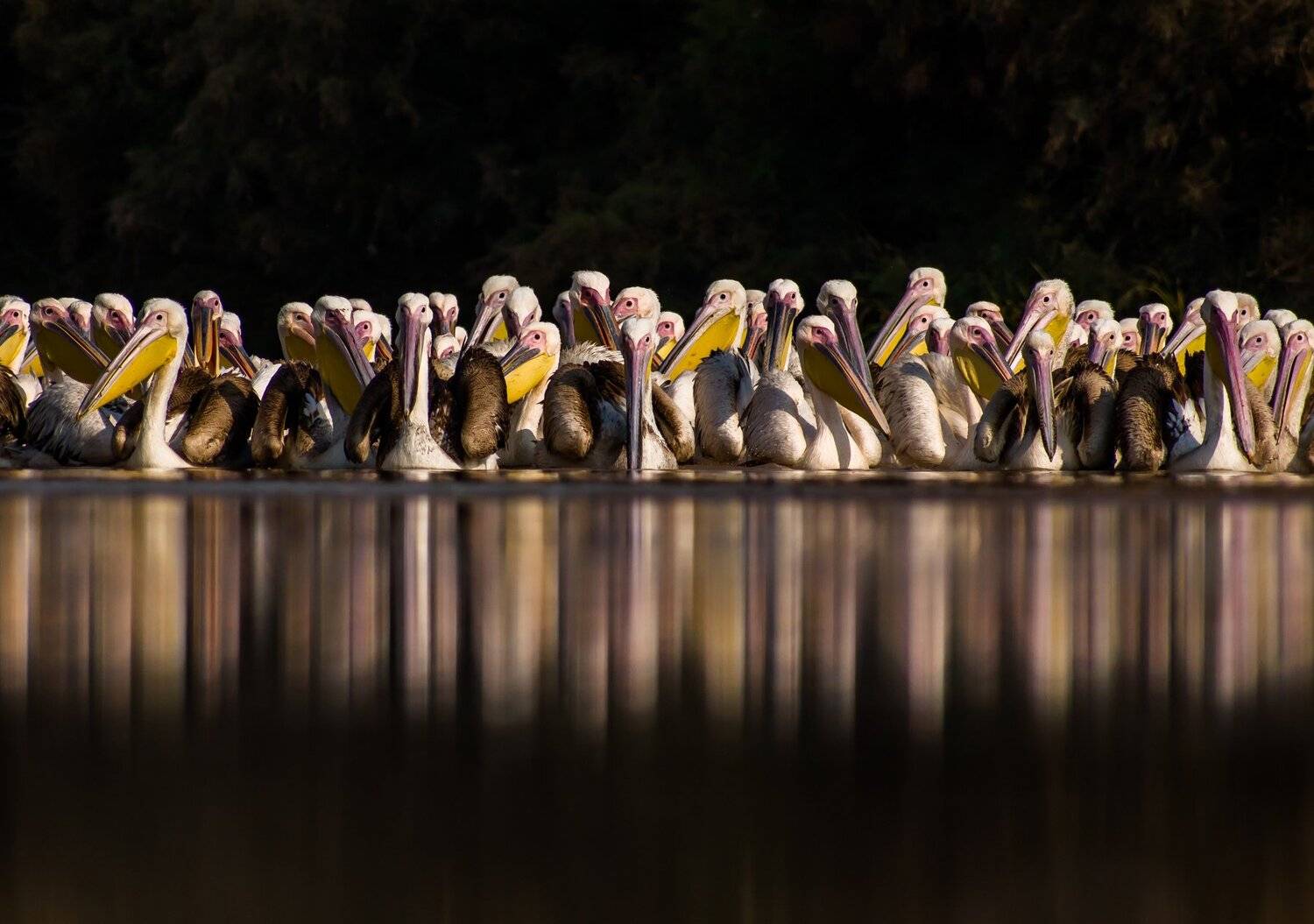 Great White Pelican
