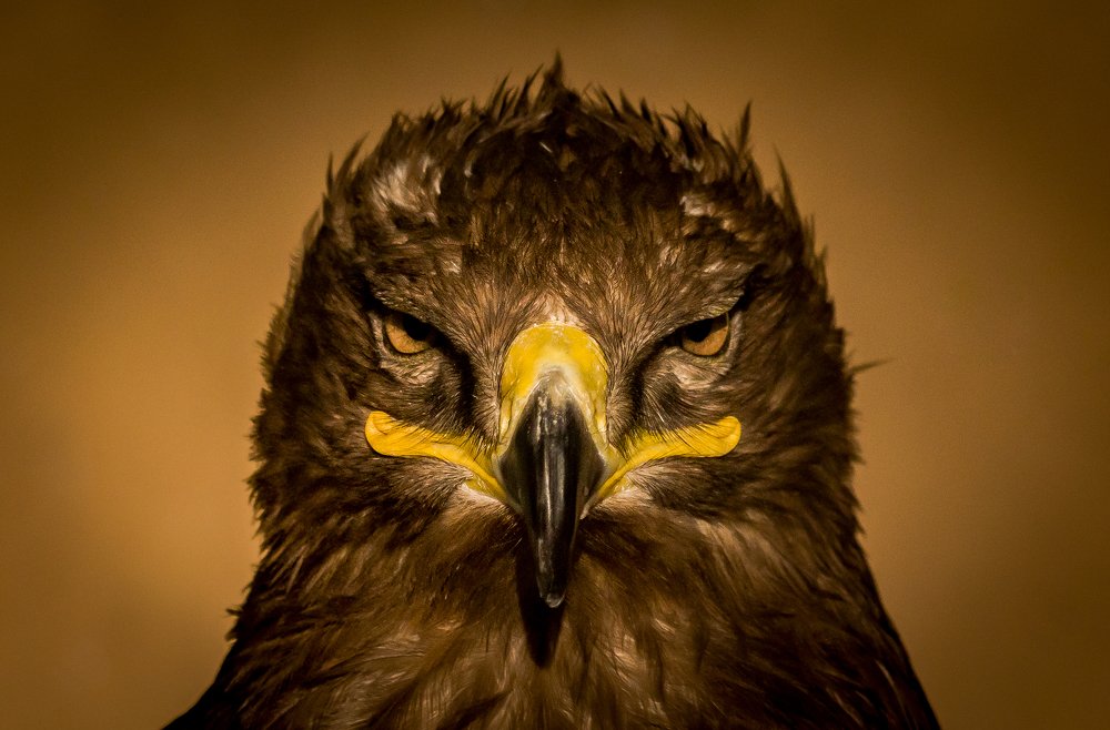 Steppe Eagle