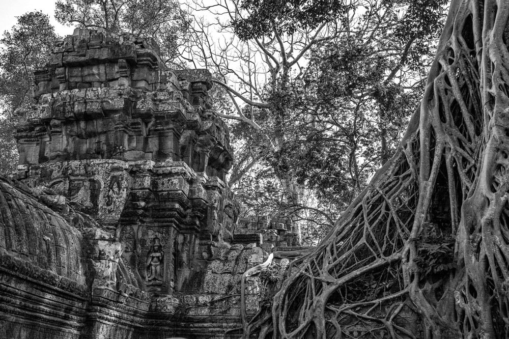 И на камнях растут деревья