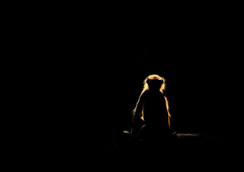 Grey Langur in Rim light