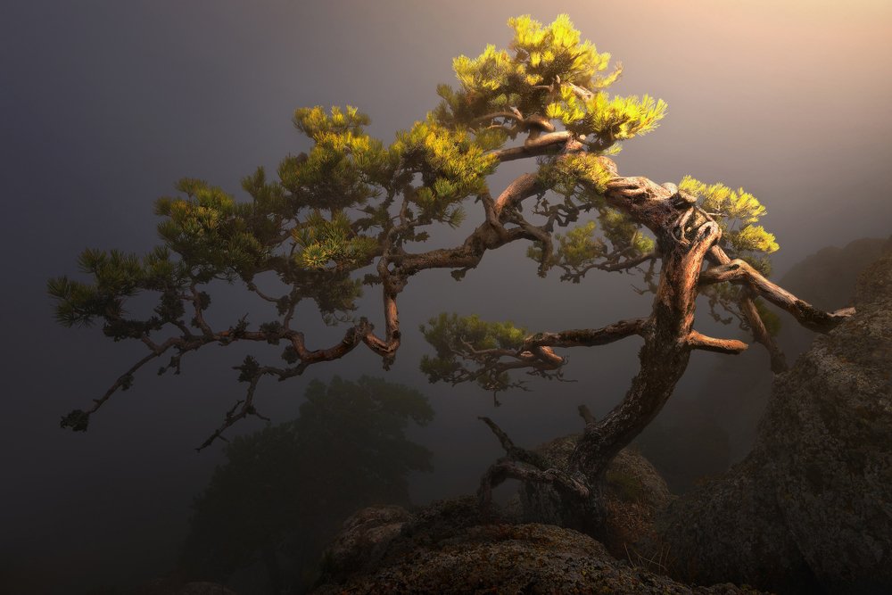 Сосна освещенная солнцем. Демерджи.