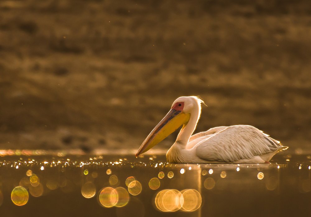 Great White Pelican