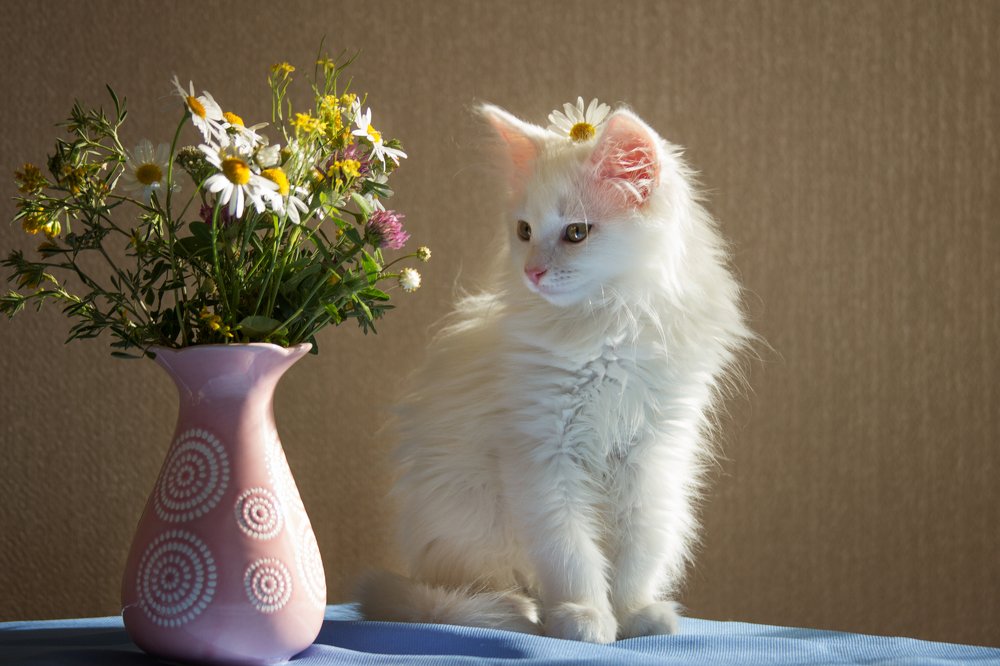 Мягкое облачко