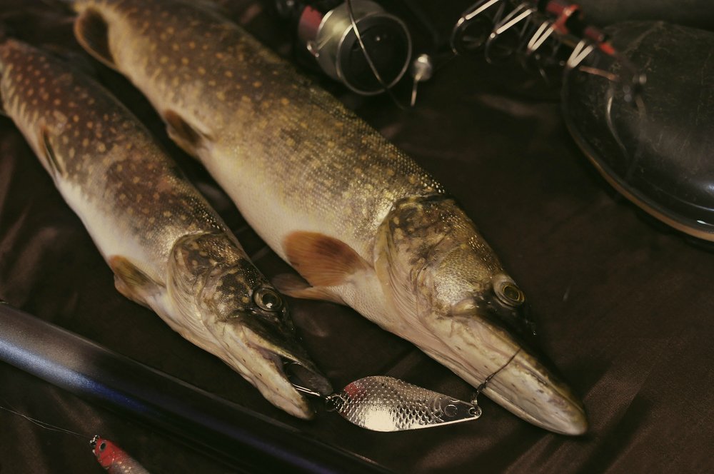 Трофейная щука