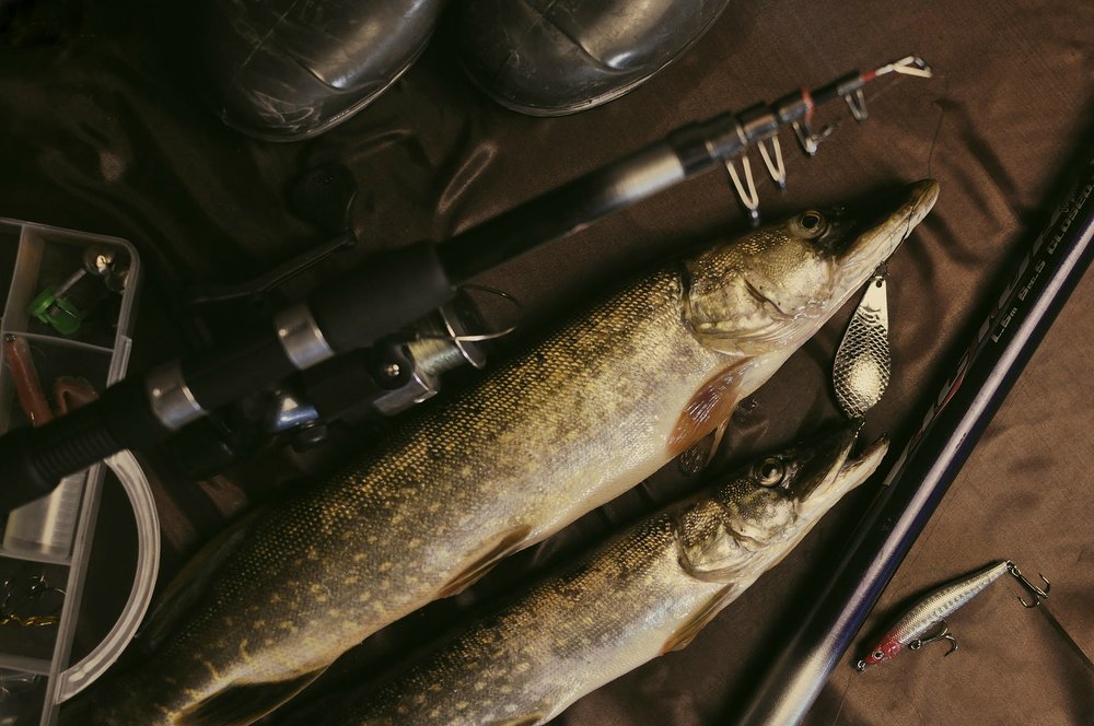 Трофейная щука