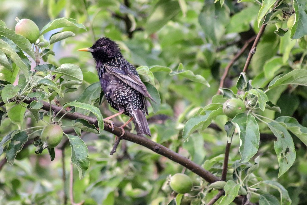 Sturnus vulgaris