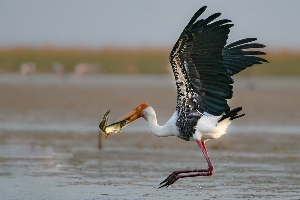 Painted stork
