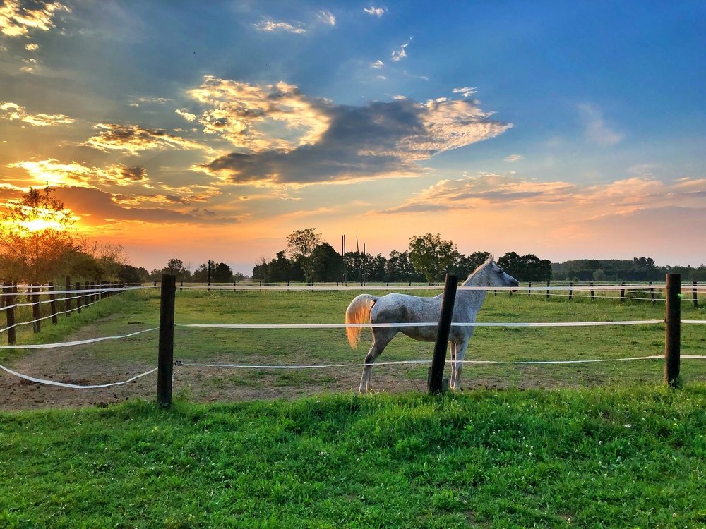 Horse & sunset