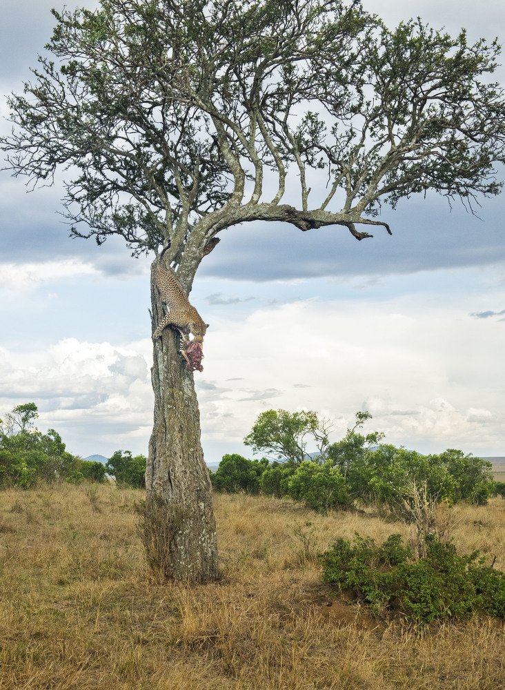 Leopard climbing down a tree