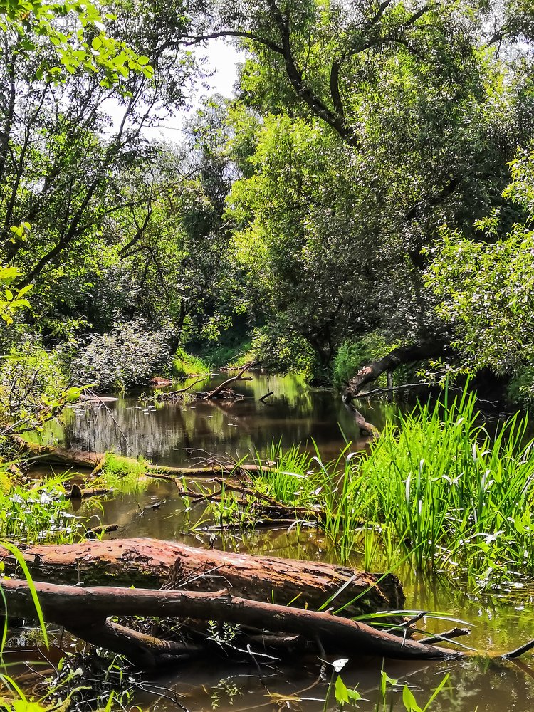 Wild untouched river