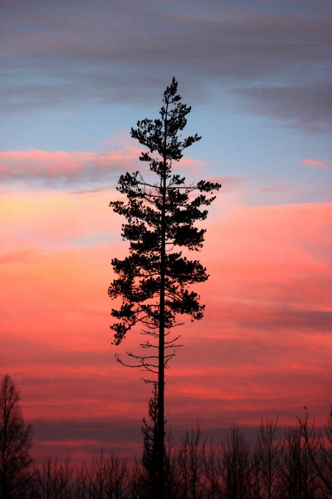 На севере диком...