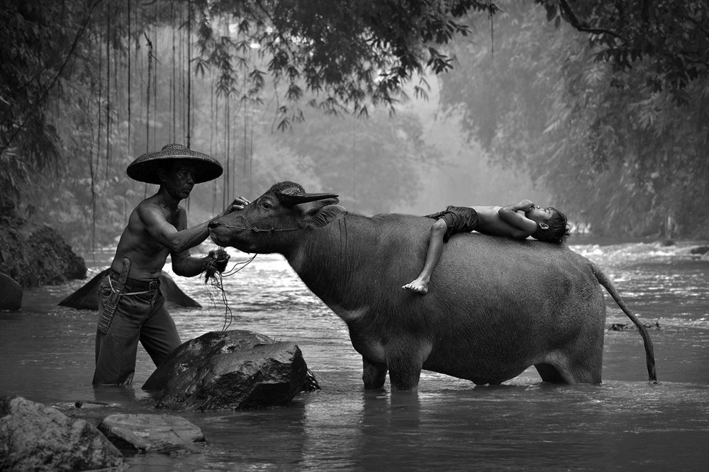 morning buffalo bathing