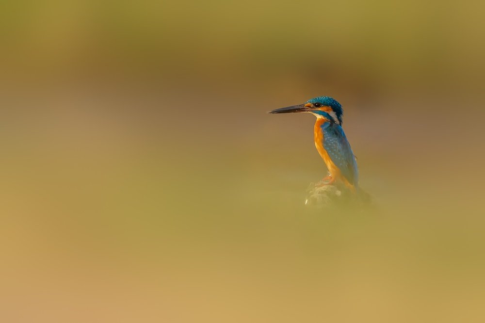 A Lonely Kingfisher