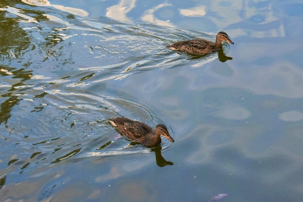 Две уточки.