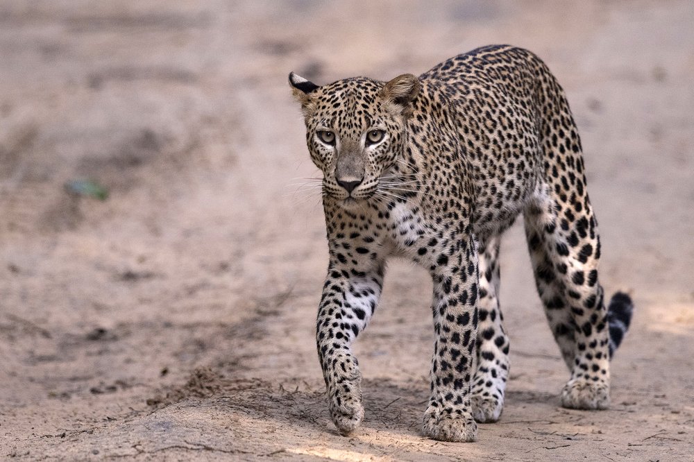 Sri Lankan Leopard