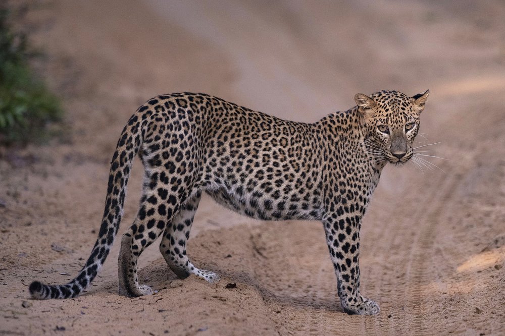 Sri Lankan Leopard