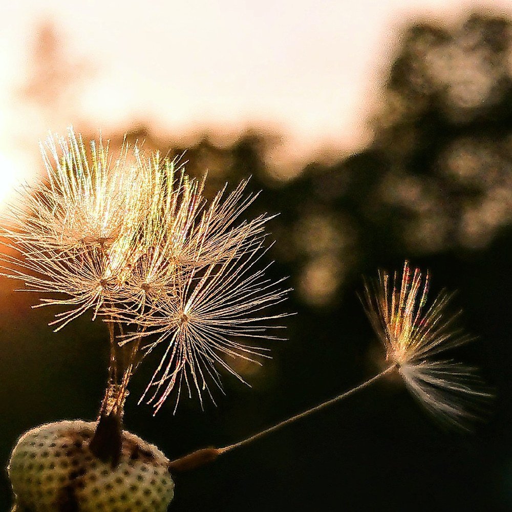 Вестник лета