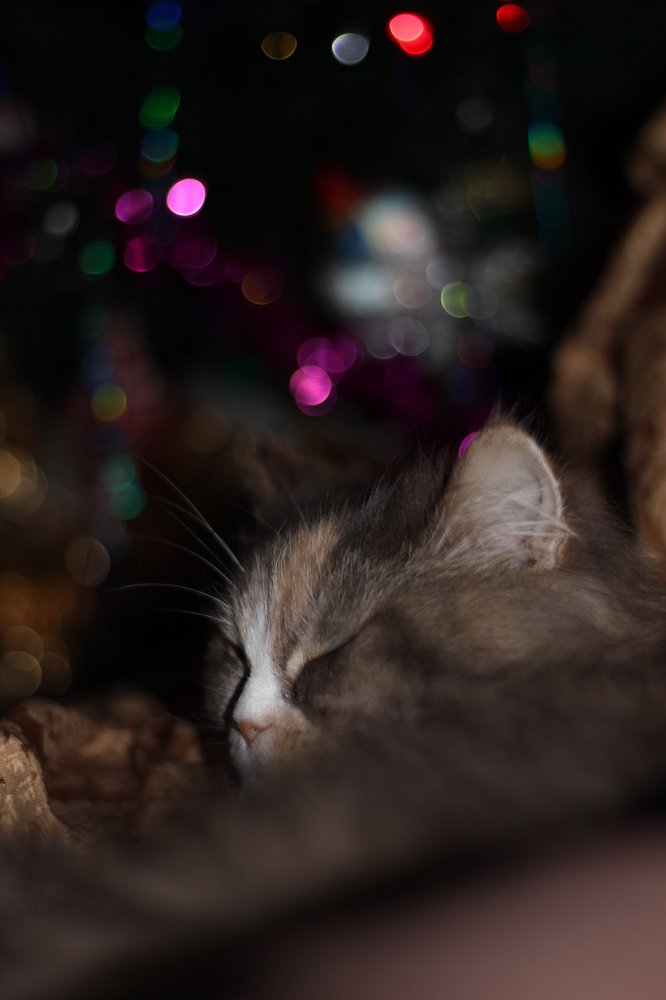 Sweet dream in the New Year's Eve