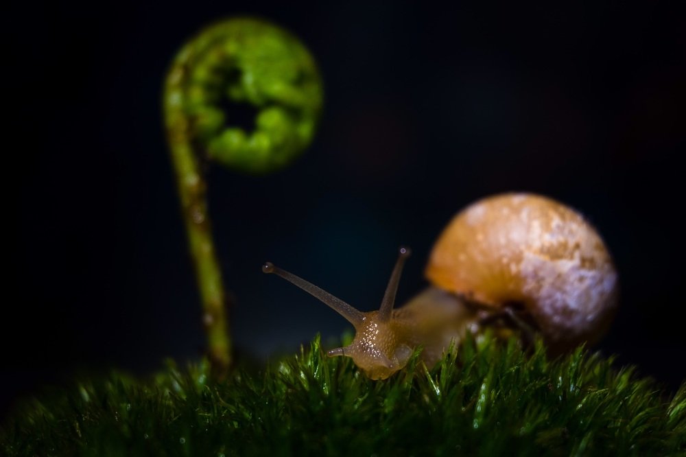 Росток папоротника и улитка