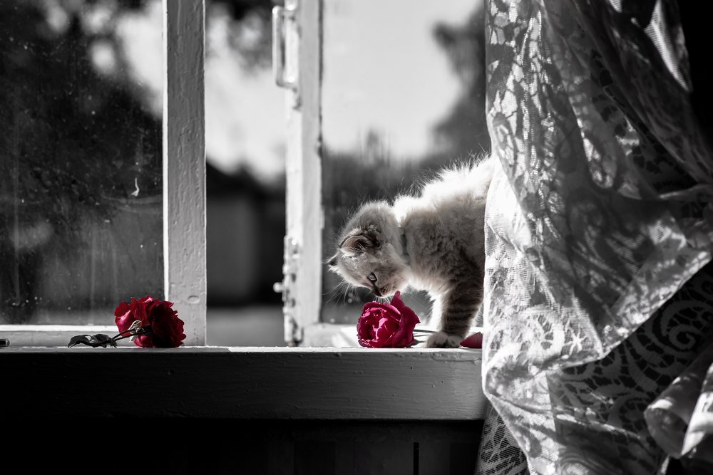 Розы на подоконнике