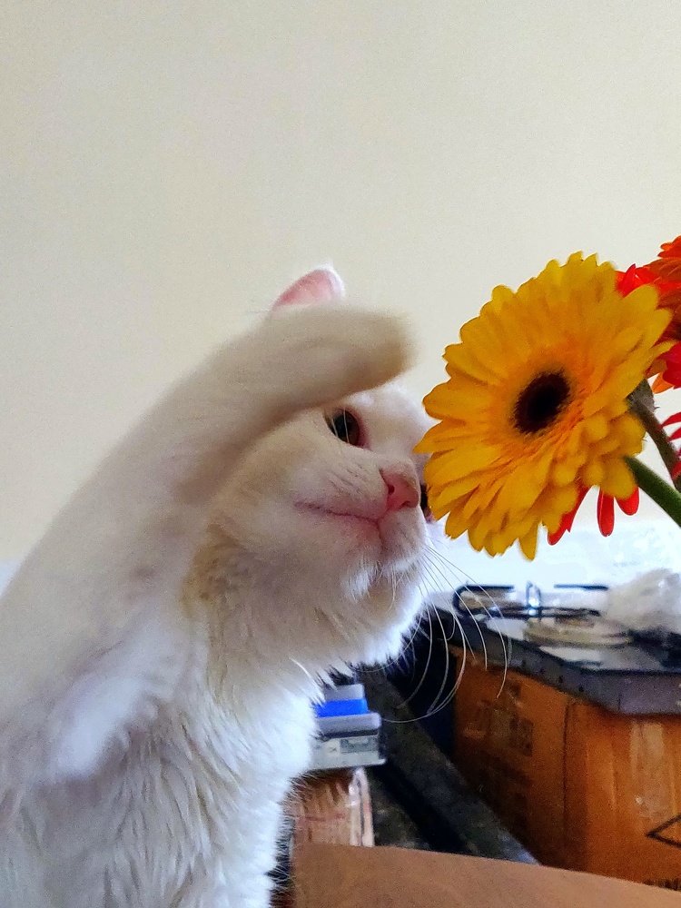 Harry e a Flor
