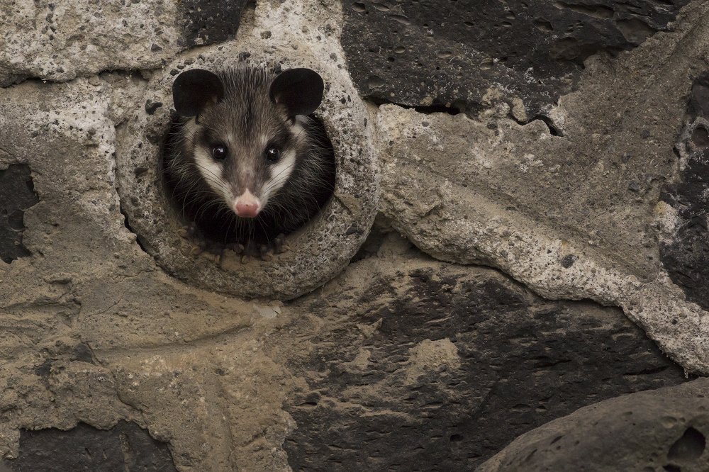 Urban Opossum