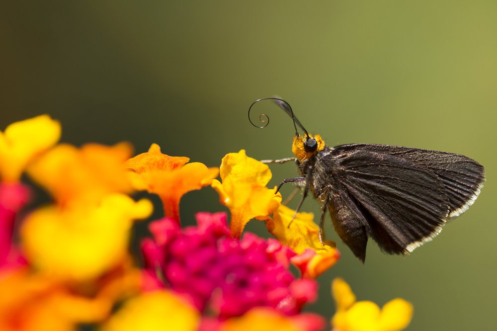 Orange edged skipper