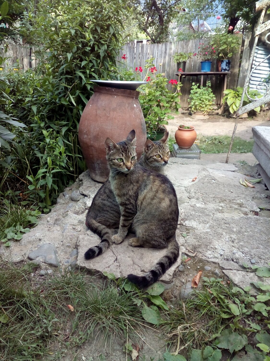 Кошки на фоне кувшин.