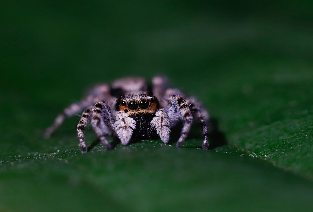 Jumping spider