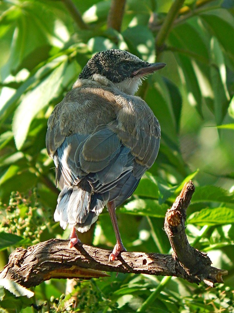 Птенец голубой сороки