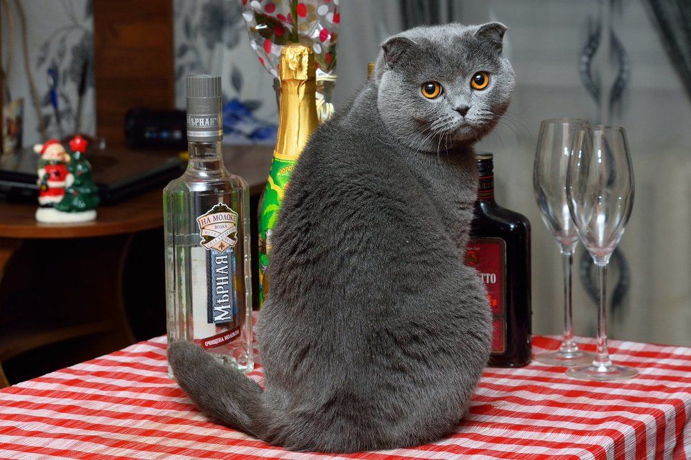 Томас сомелье.