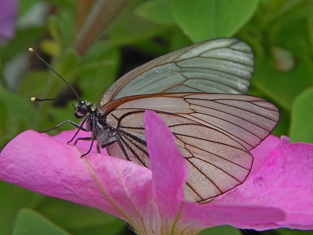 Бабочка боярышница