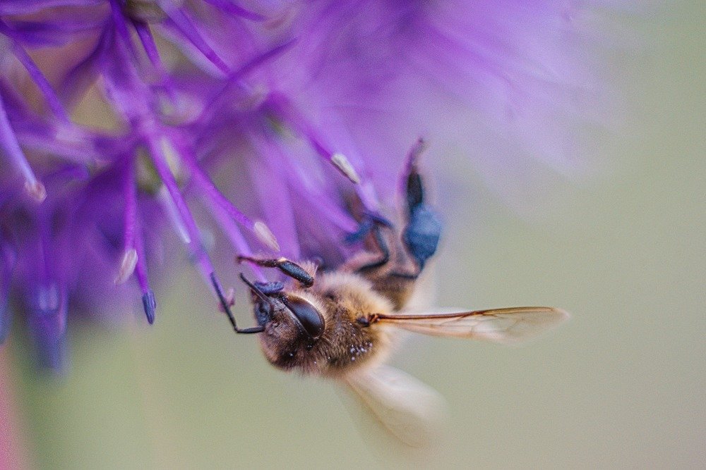 Фотография автора Паша Петров