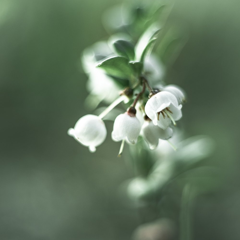 flowers_white_2