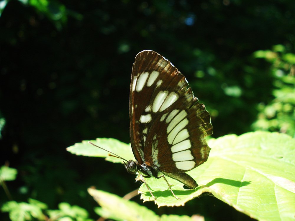 Греется на солнышке