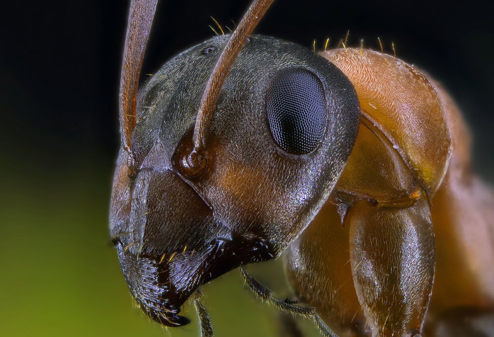 Рыжий Муравей