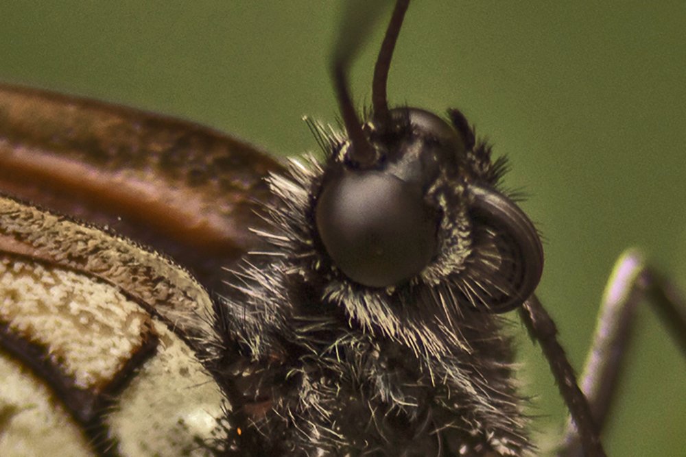 Боярышница