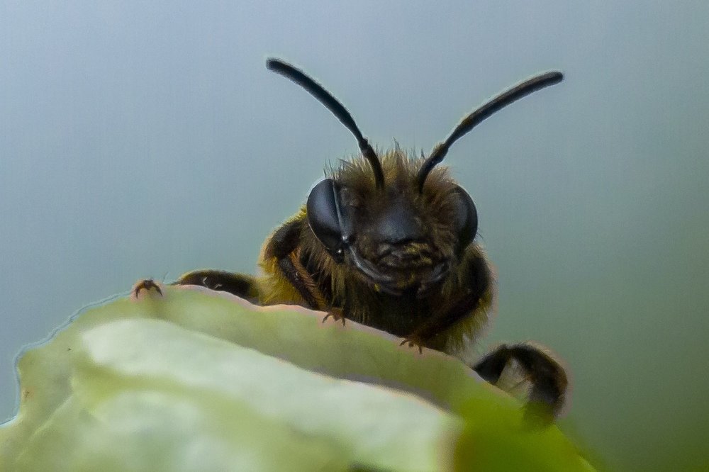 Photograph by Елена Баландина