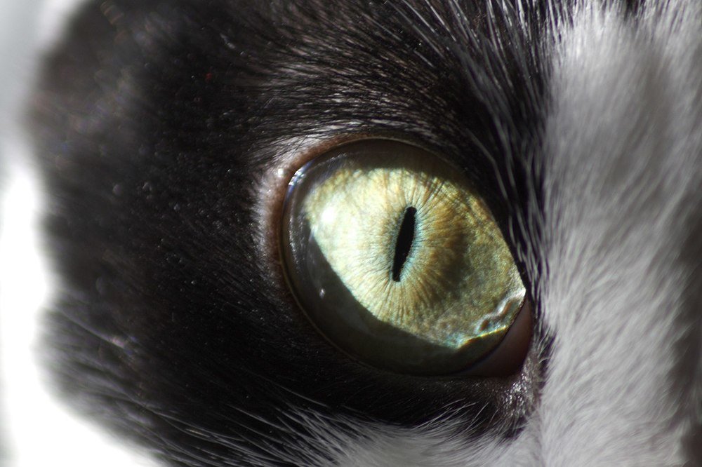 магия кошачьего глаза