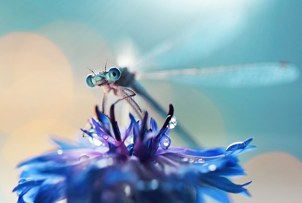 Стрекоза на васильке.