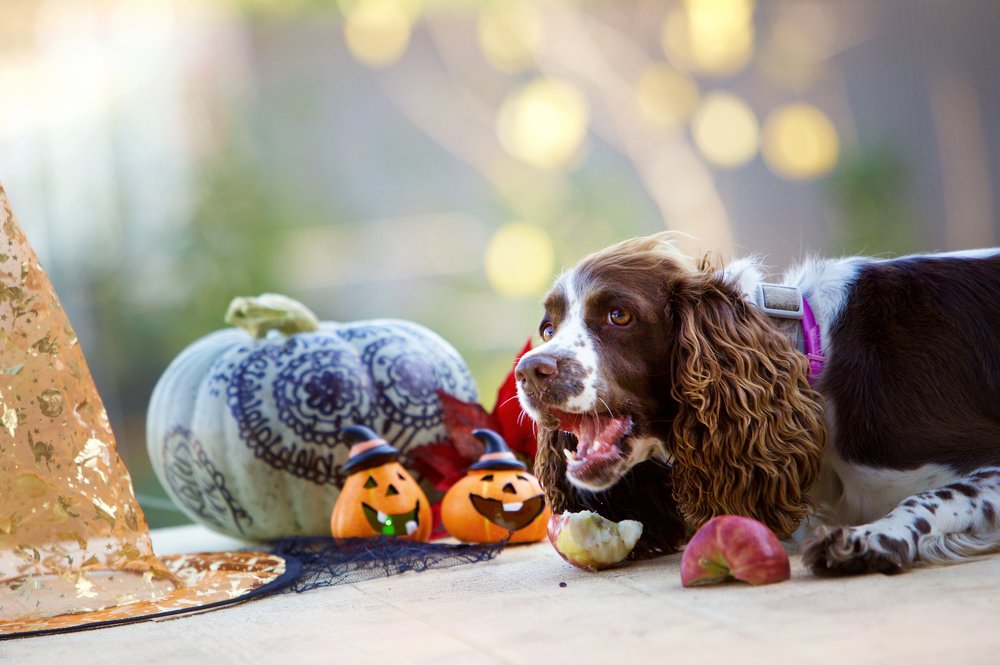 Вкусный Хэллоуин)