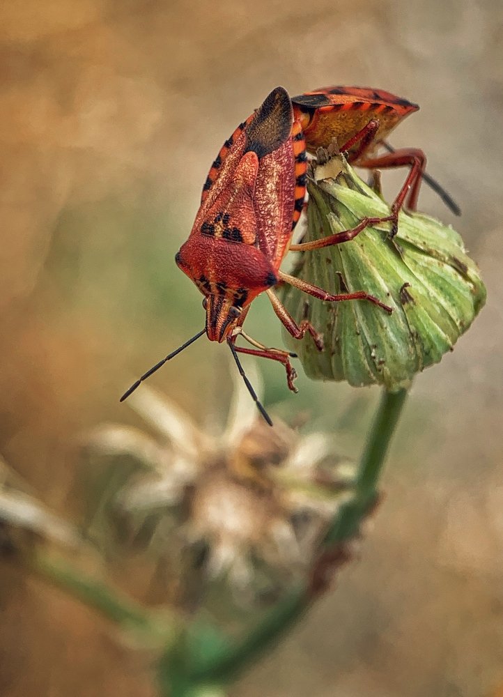 Photograph by vasil kolev