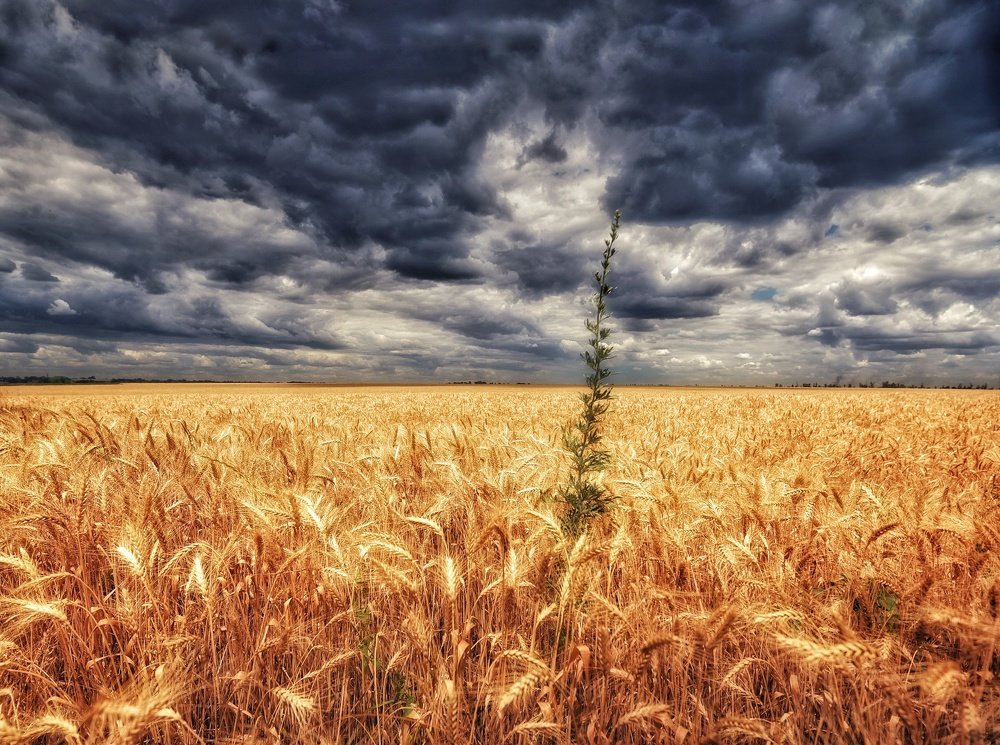 Один в поле