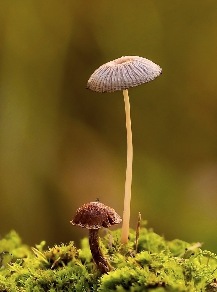 Штепсель и Тарапунька