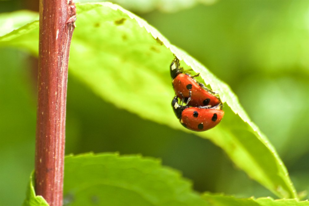 Photograph by Алёна Гильмуллина
