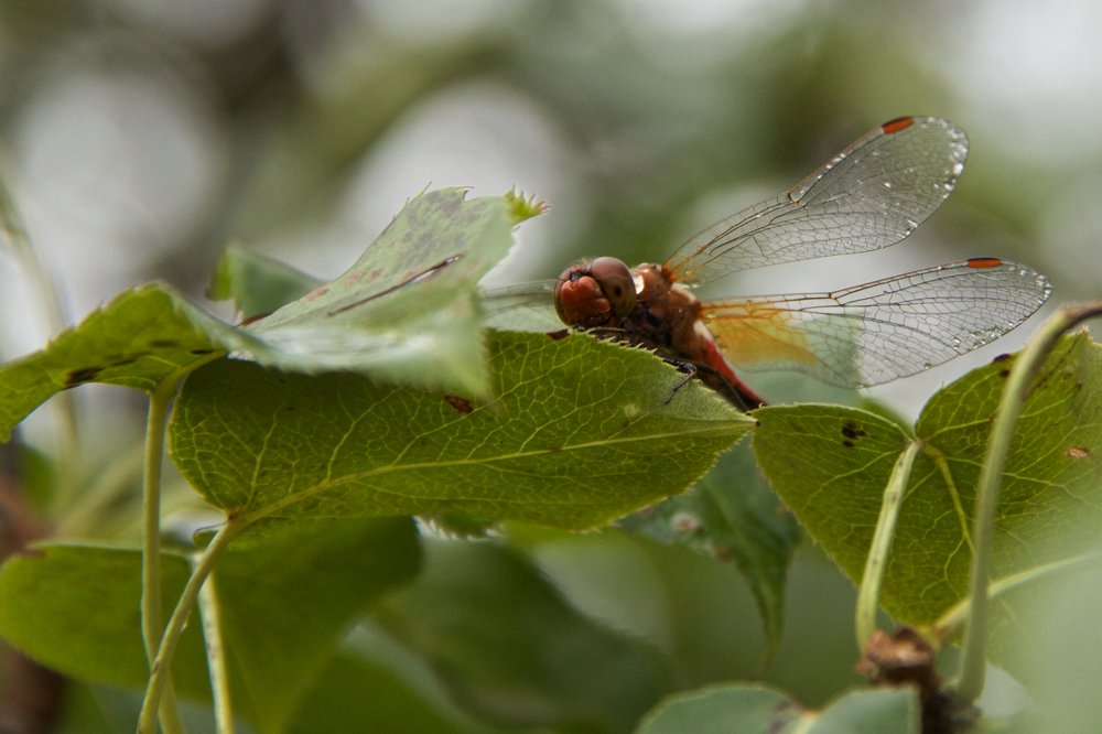 Photograph by Алёна Гильмуллина