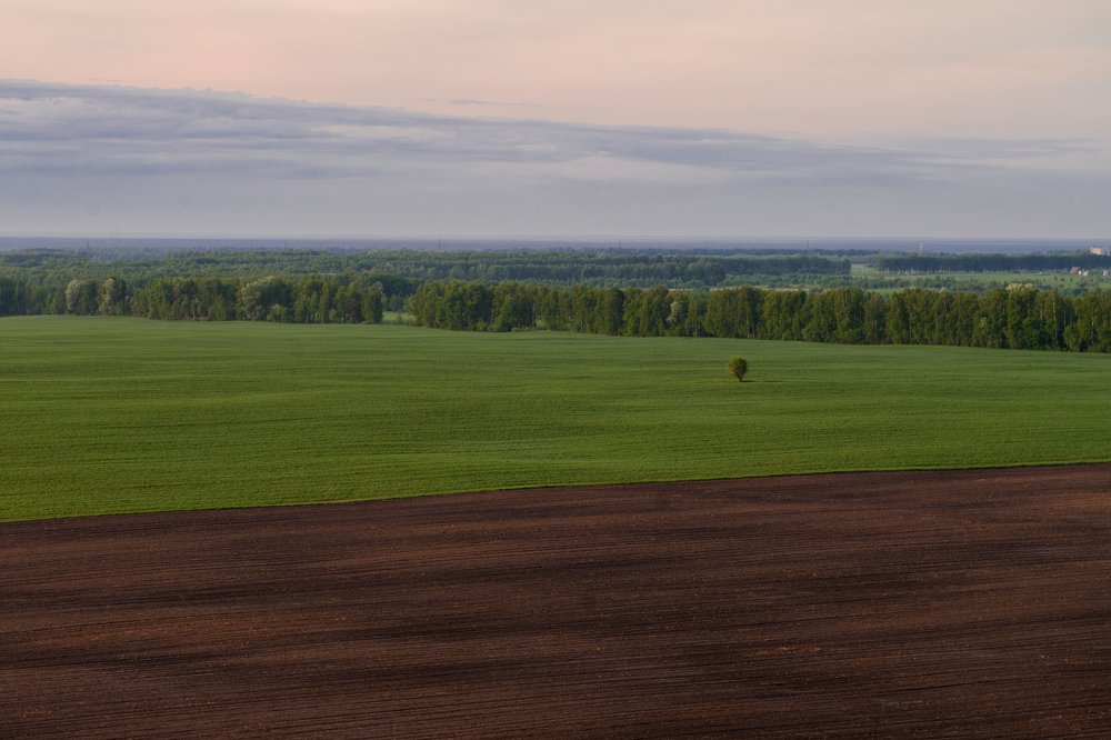Одинокое дерево