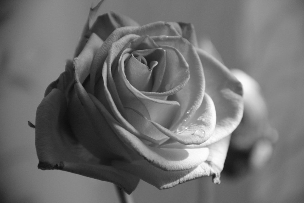 Photograph by Александра