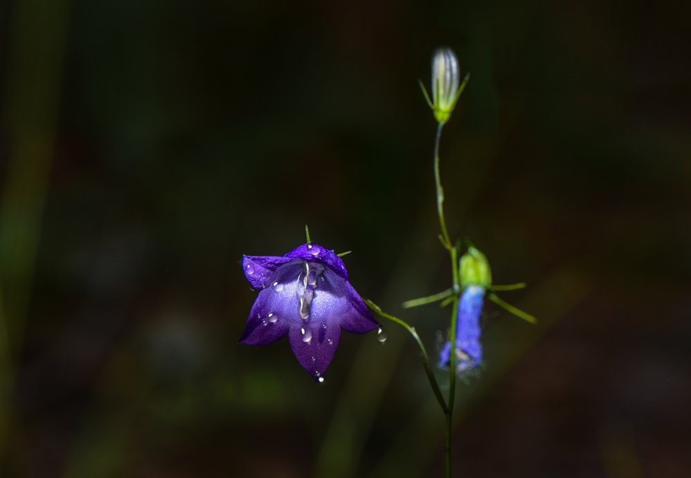 колоколчик